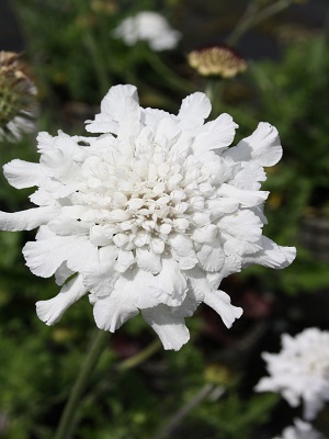 SCABIOSA Flutter Pure White